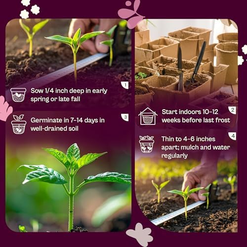 SVI 350 Large American Flag Leek Seeds (Allium ampeloprasum) – Culinary Leek Seed Packets – Cold Hardy Heirloom Vegetable Seeds Vegetable Garden, Home Garden Beds, Greenhouse & Outdoor Growing - Image 5