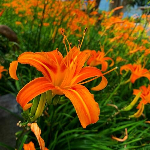 10 Daylily Bare Roots for Planting, Fast Growing, Hardy Perennial Flowers, Ideal for Border Gardens, Beds & Outdoor Landscaping - Image 4
