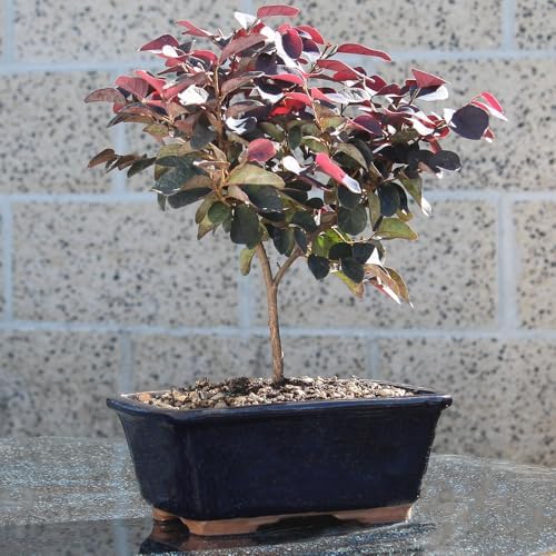 Brussel's Bonsai - Medium Live Bonsai Tree, Potted Outdoor Plant - Image 4