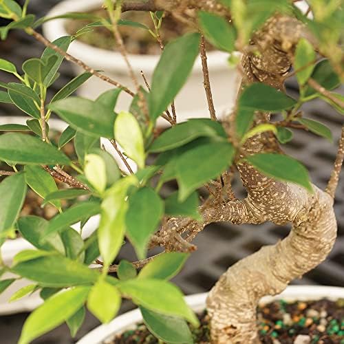 Brussel's Bonsai - Small Ficus Live Bonsai Tree, Potted Indoor Plant - Image 2
