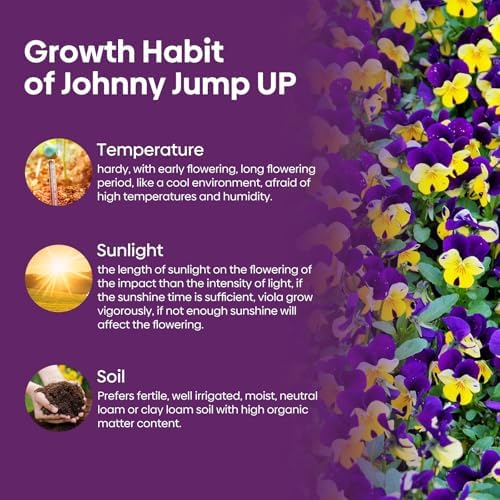 Johnny Jump Up Seeds,10000+ Perennial Wild Violet Seeds for Planting - Image 6
