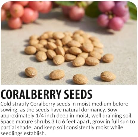 Coralberry Bush Seeds for Planting | 100 Seeds | Pink Berry Native Shrub - Image 6