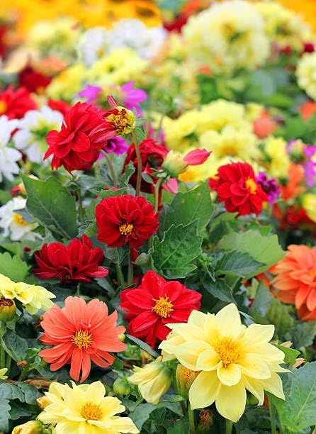 Dwarf Dahlia Mix Seeds, 300+ Non-GMO Heirloom Seeds, Compact Cold-Hardy & Drought-Tolerant Perennial, Vibrant Blooms for Garden Borders, Containers & Patios - Image 4