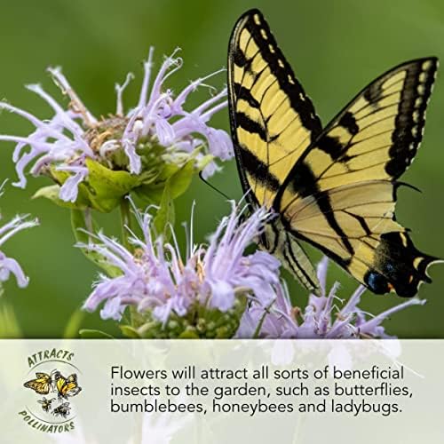 Seed Needs Wildflower Seed Deer Resistant 30,000 2 Ounce Heirloom Bulk Pack - Image 7