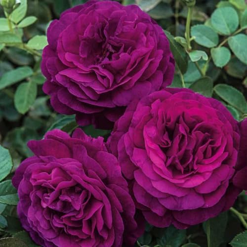 Climbing Rose Live Plant, Fragrant Reblooming Flower Bush, 5-7 Inch Tall - Image 5