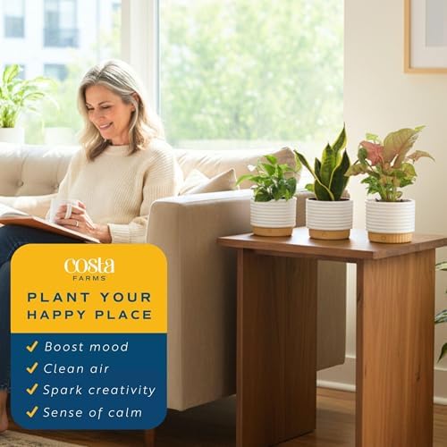 Costa Farms Live Indoor Plants Starter Collection, 4-Inch Pots, 3-Pack - Image 5