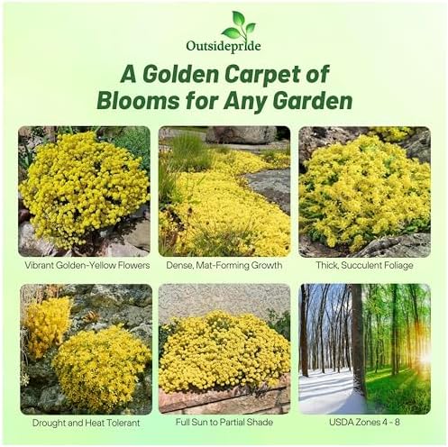 Outsidepride Acre Sedum Seeds - 10000 Pcs Perennial Ground Cover Seeds for Planting, Cold-Hardy & Heat-Tolerant Succulent Plants, Ideal for Rock Gardens, Containers, and Xeriscaping - Image 2