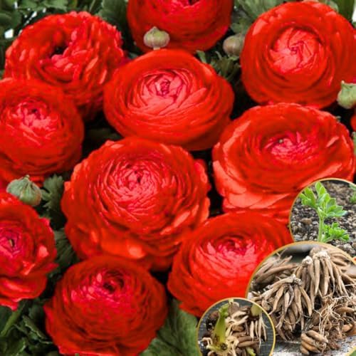 25 Red Ranunculus Bulbs, Perennial Flower Corm to Grow - Image 2