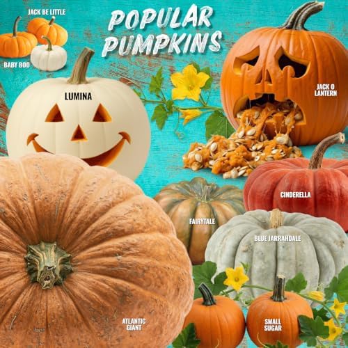 Seed Needs Connecticut Field Pumpkin Seeds to Plant Vegetables - 1 Pack - Image 6