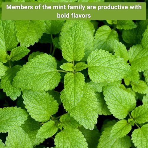 Sow Right Seeds - Mint Garden Seed Collection for Planting Herb Garden - Image 3