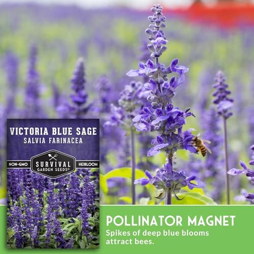 Victoria Blue Sage Seeds for Planting - 2 Packs - Image 4