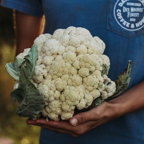 All Year Round Cauliflower - 100 Cauliflower Seeds, Thresh Seed Co. by ThreshSeedCo