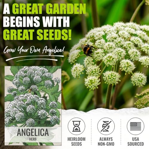 Seed Needs Angelica Seeds to Plant an Herb Garden - 2 Packs - Image 2