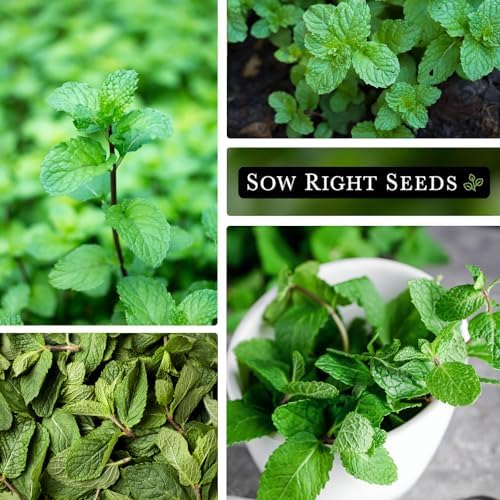 Sow Right Seeds - Peppermint Seed for Planting Perennial Herb Garden 3pk - Image 4