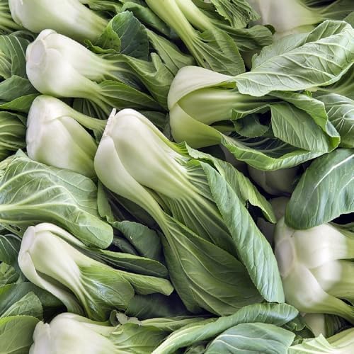 Cabbage Seeds for Planting - Plant & Grow Heirloom Cabbage Varieties Home Outdoor Garden – Easy Grow Planting Packet Instructions Included, Great Gardening Gift – 3 Packets of Each Variety - Image 4