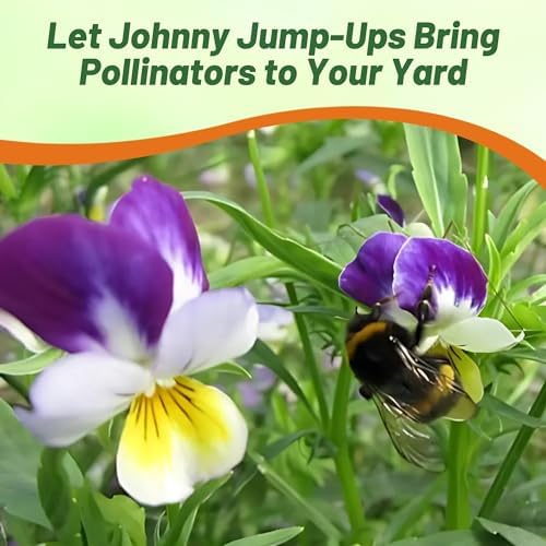 Outsidepride Johnny Jump Up Viola Wild Flower Seeds - 1/8 lb Easy-to-Grow, Compact & Hardy Perennial Seeds for Planting Outdoors, Ideal for Pollinators, Garden Beds, Containers, & Hanging Baskets - Image 6