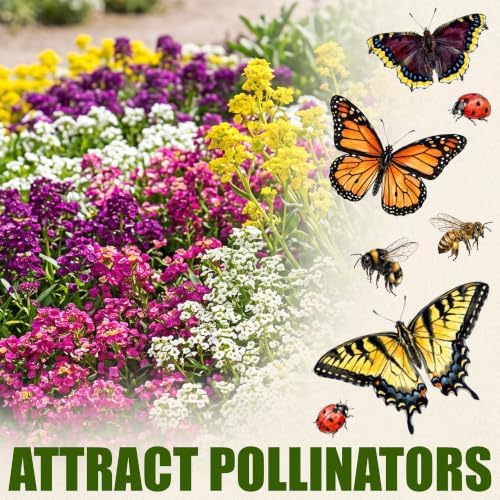 Seed Needs Alyssum Seeds Variety Pack of 4 Groundcover Flowers to Plant - Image 5
