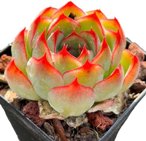 FWPP Live Succulent Plants Echeveria Soul Fairy, Rare Pink Mini Rosette Succulent, 2.5in Bare Root Plant, No Pot Soil, Home Office Bedroom Garden Decor, Easy Care Indoor Houseplant for Plant Lovers - Image 2