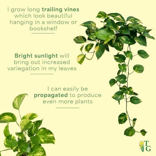 Live Golden Pothos, Indoor Vining Plant, Easy to Grow, 4" Pot - Image 7