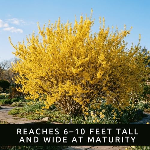 Weeping Forsythia Seeds for Planting, Ornamental Shrub, 100 Premium Seeds - Image 5
