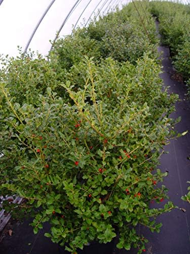 Ilex X meserveae 'China Girl' (Holly) Evergreen, 3 - Size Container - Image 2