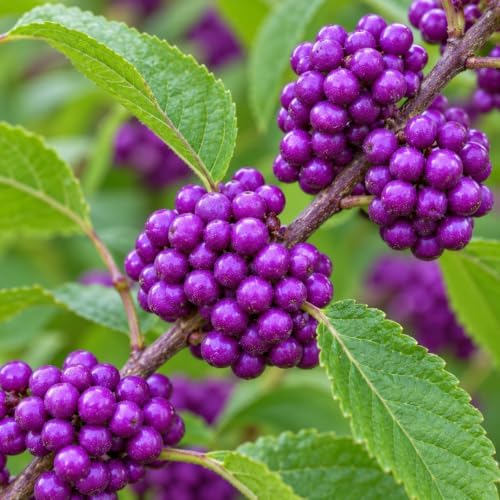 American Beautyberry Shrub/Bush - 12-14" Tall Live Plant - Gallon Pot - Image 4