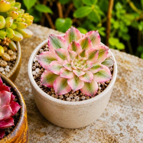 Aeonium 'Pink Witch' Variegata Live Succulent Plant 2.5-3 Inch, Rare Variegated Aeonium Bare Root No Pot, Easy Care Indoor Outdoor Houseplant for Home Garden Decor, Gift for Plant Lovers - Image 5