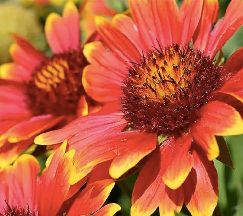 Low Rainfall, Dry Area Wildflower Seed Mix - Annuals and Perennials - Image 5