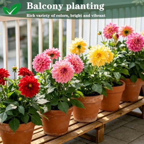 Dahlia Seeds for Planting, Garden Seeds 500ct, Vibrant Mixed Colors Flower - Image 3