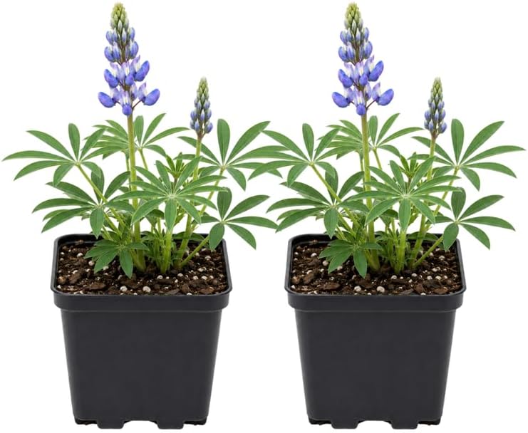 2 Wild Lupine Live Plant, 4-6" Tall in 4" Pot, Easy to Care, Grow Robust Blue Blooms for Butterflies Landscapes by GINGERGLOW