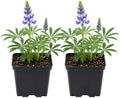 2 Wild Lupine Live Plant, 4-6" Tall in 4" Pot, Easy to Care, Grow Robust Blue Blooms for Butterflies Landscapes by GINGERGLOW