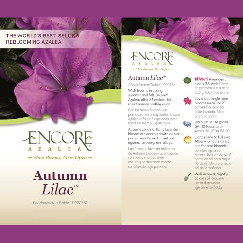 2g Azalea Encore Autumn Lilac Shrub - Image 5