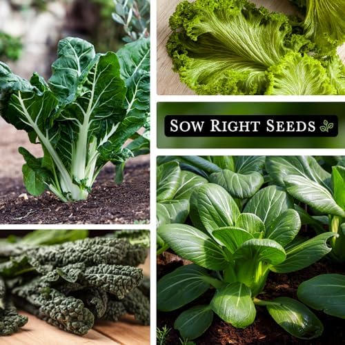 Sow Right Seeds - Large Greens Seed Collection for Planting - Spinach, Arugula, Kale, Lettuce, Tat SOI, Pak Choi and Rainbow Swiss Chard - Non-GMO Heirloom - Plant and Grow a Home Vegetable Garden - Image 3