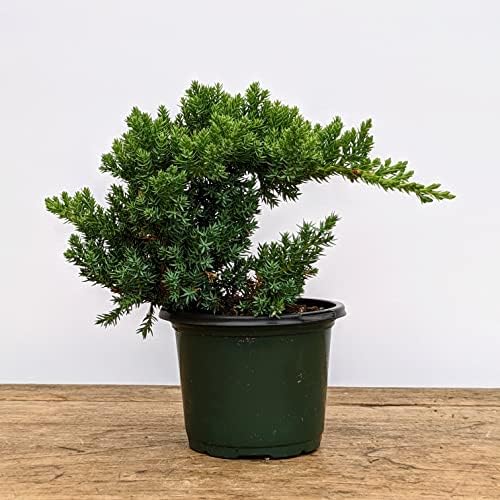 Healthy Juniper Outdoor Bonsai Tree - Easy to Care for, Responds Well to Wiring and Reshaping, Strictly an Outdoor Tree (Not Sold in California) - Image 2
