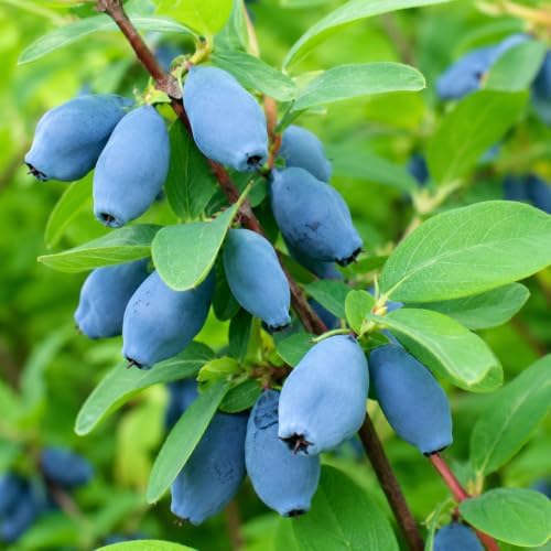 Aurora Honeyberry (Haskap) Shrub - 6-12" Tall Live Plant by Unknown