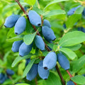 Aurora Honeyberry (Haskap) Shrub - 6-12" Tall Live Plant by Unknown