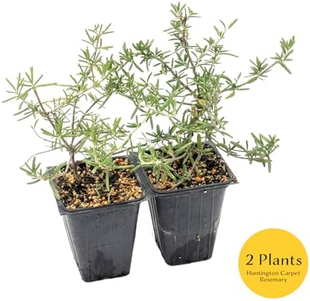 2 Huntington Carpet Rosemary in 3.5" Nursery Cubes - Image 3