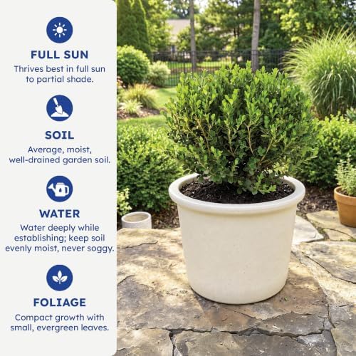 Wintergreen Boxwood, Live Evergreen Shrub, 3 Gallon - Image 6