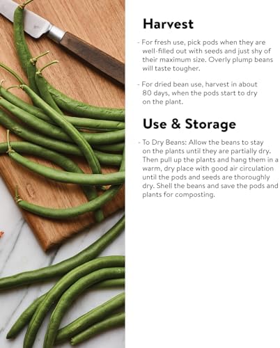 Burpee Kentucky Blue Pole Bean Seeds 2 ounces of seed - Image 3