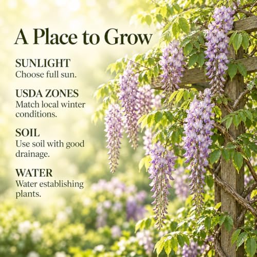 10 Japanese Wisteria Heirloom Seeds for Planting - Image 5