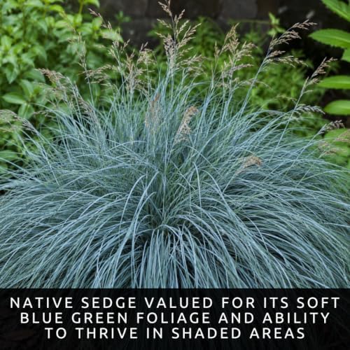 3 Blue Wood Sedge (Carex flaccosperma) Live Plant Plug – Native Evergreen Ornamental Grass – Shade Loving Groundcover – Low Maintenance Landscape Perennial (3 Plugs) - Image 4