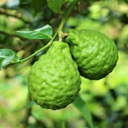 Kaffir Lime Tree - 2-4 Inch Tall Makrut/Thai Lime Live Plant - Potted Fruit Seedling - Citrus Hystrix by Unknown