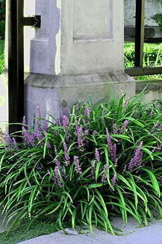 Emerald Goddess Liriope Muscari - 10 Live Plants - Drought Tolerant Low Maintenance Evergreen Ground Cover Grass by FloridaFoliage