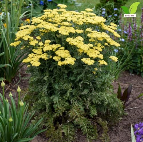 Votaniki Firefly Sunshine Yarrow Bare Root Perennial Bright Yellow Flowers Summer Blooming Drought Tolerant Upright Plant for Garden Borders Cut Flowers Outdoor Growing (Pack of 1) - Image 5