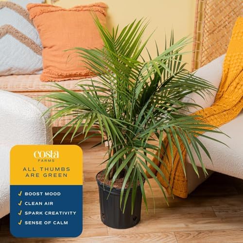 Costa Farms Majesty Palm, Live Indoor Plant, Tropical Decor, Air Purifying - Image 5
