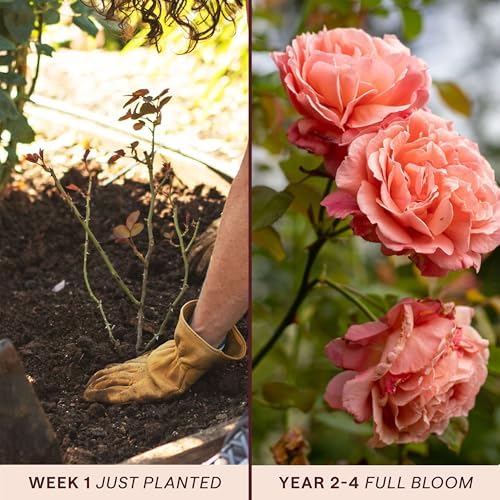 Heirloom Climbing Roses, Live Own Root Plant, Reach for the Skies - Image 3