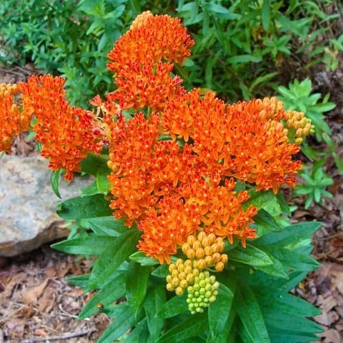 2 Orange Milkweed Live Plants 4-7 Inches, Asclepias Butterfly Milkweeds - Image 4