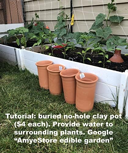 2027 EarlyBird-Zucchini Seeds for Planting Vegetables and Fruits.Heirloom Non GMO Summer Squash Seeds-Vegetable Seed for Planting Home Garden.50 Veggie Seed-Black Beauty - Image 5