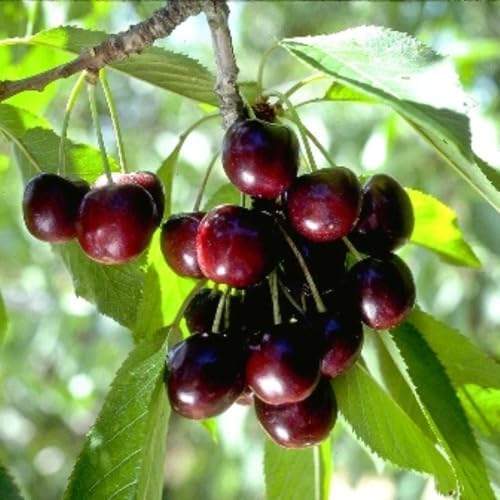 2 Black Cherry Trees Live Plants, Starter Fruit Tree, 1-2 Ft Tall - Image 3