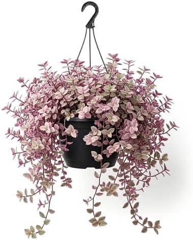 Pink Wandering Jew Live Plant, Tradescantia Outdoor Ground Cover Vibrant Variegated Callisia Repens Turtle Vine 2" Pot by Unknown